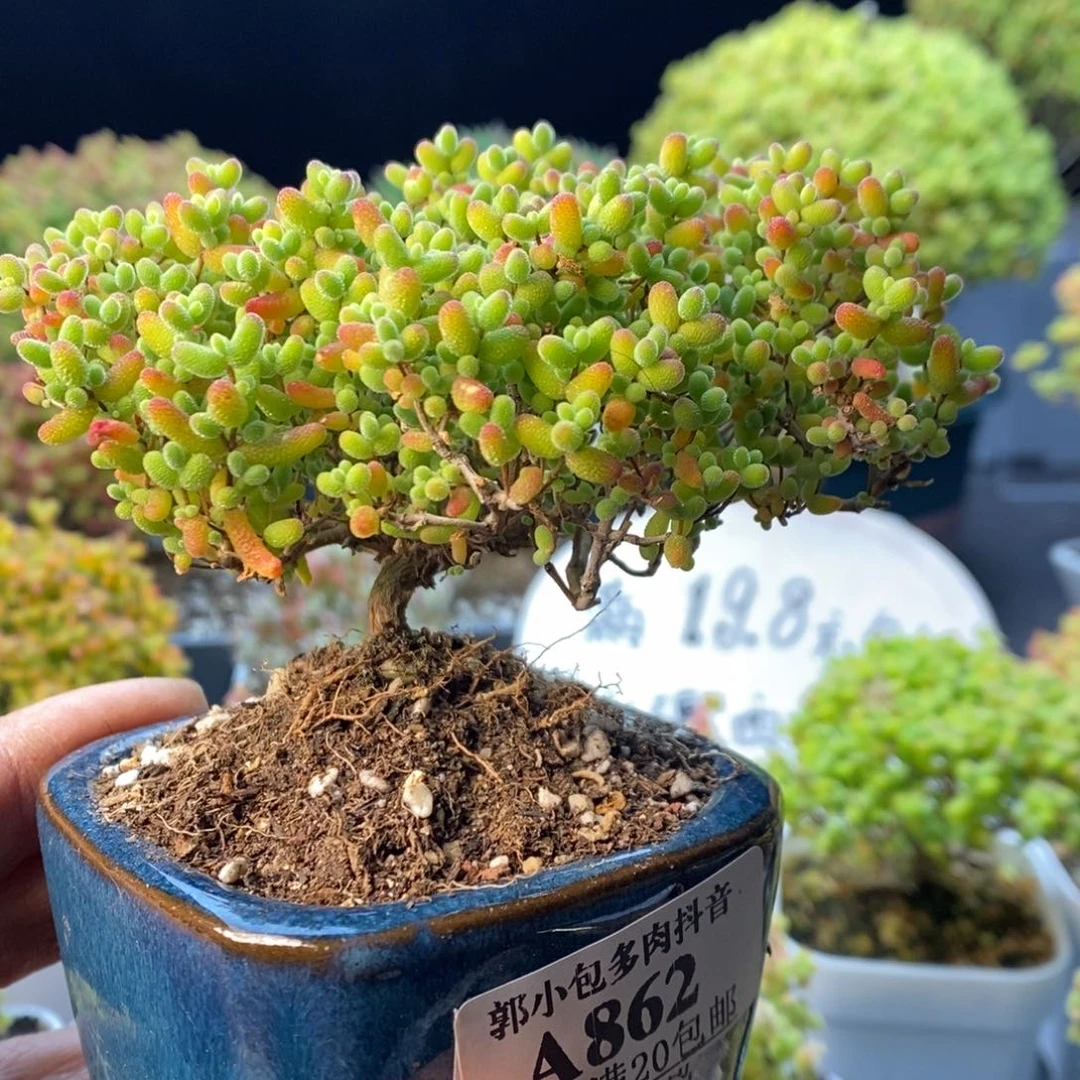 柠***冰862蜜橘糖球。