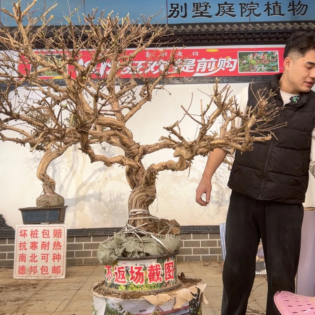 唐***德无花朵金银花开花255665558