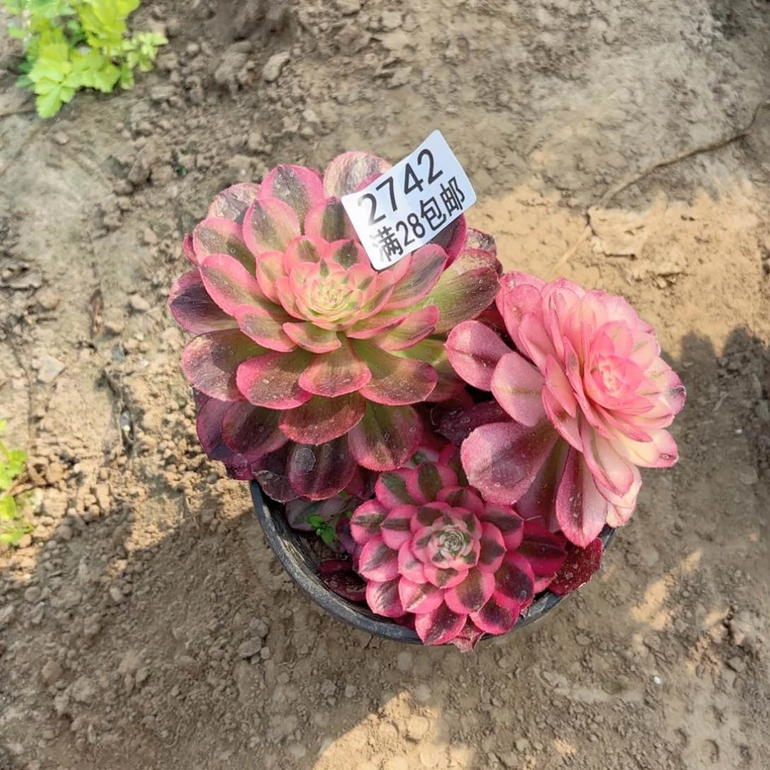 2742-倾城多肉111111