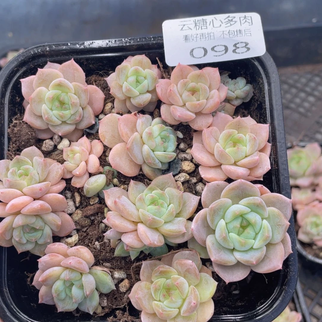 云糖心多肉植物98