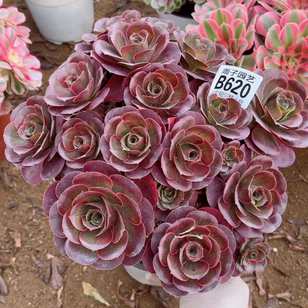 620魅金玫瑰尺寸25左右