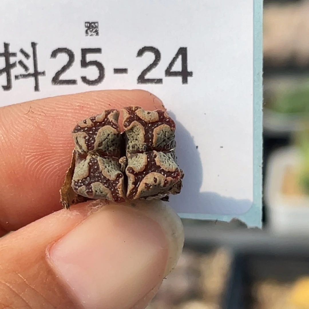 25-24超碟多肉植物