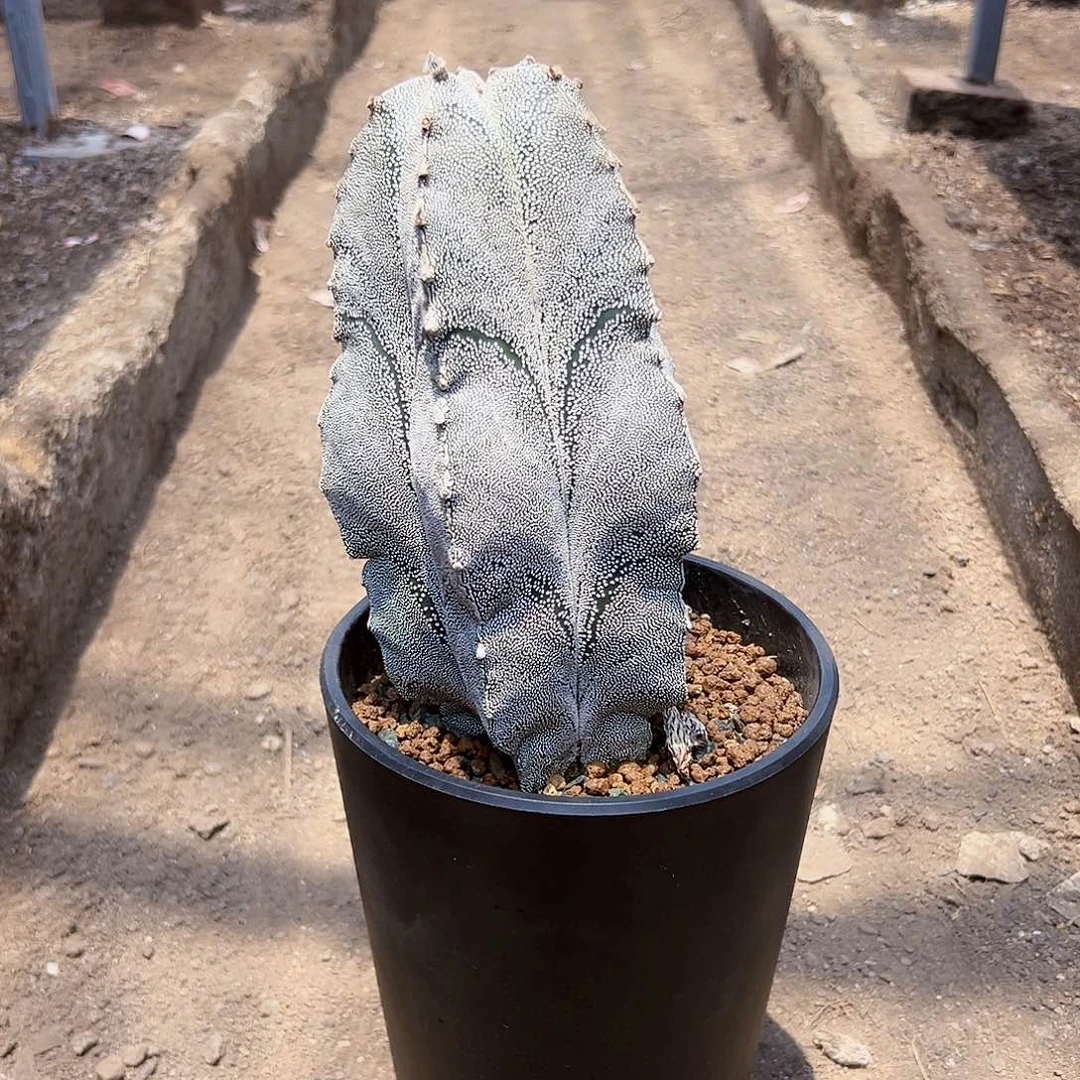 美纹恩冢wewwwwwwwwwww