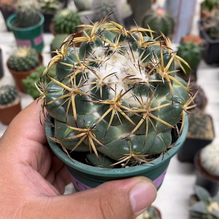 实生中号天丝象牙特价