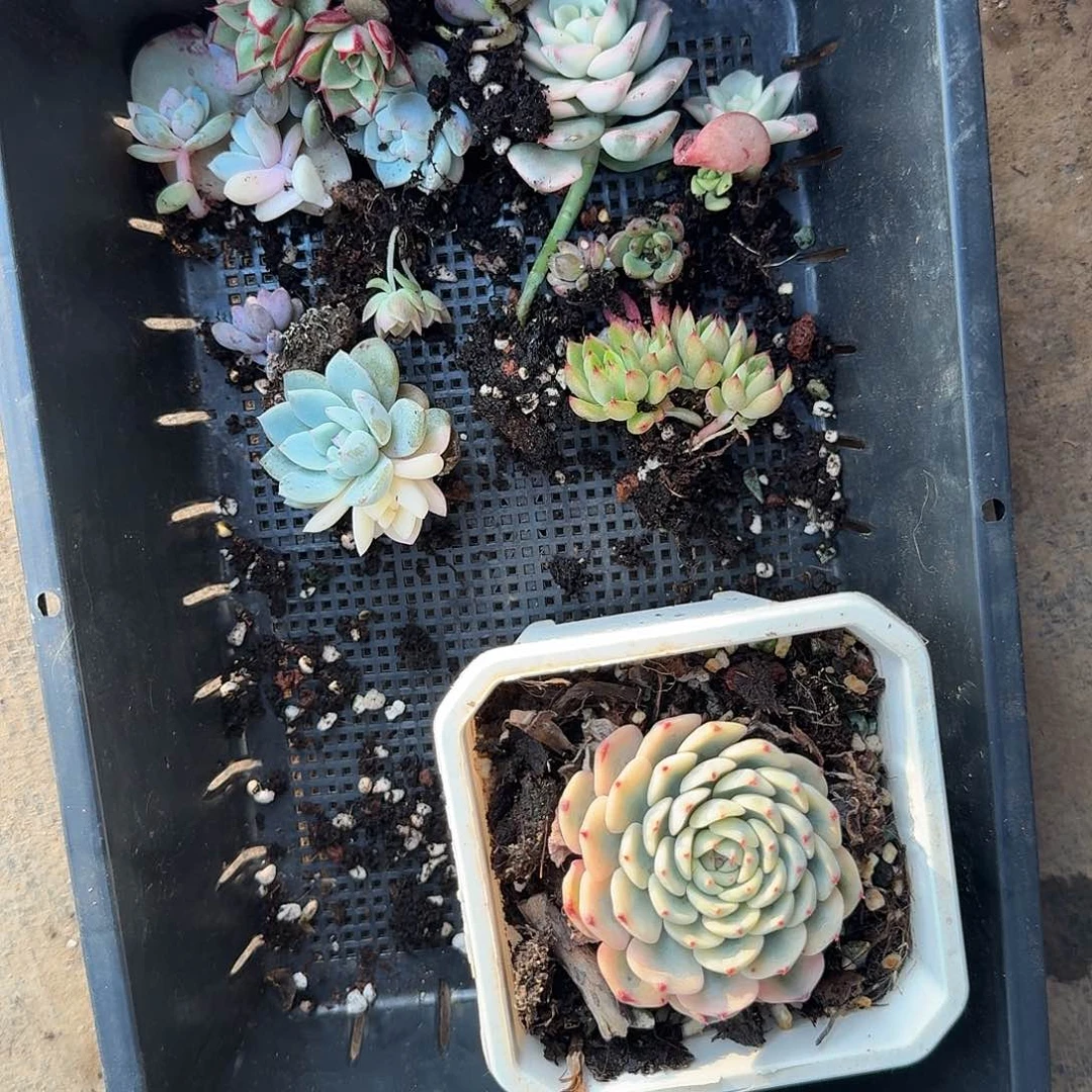 尧*小苗，一筐多肉植物