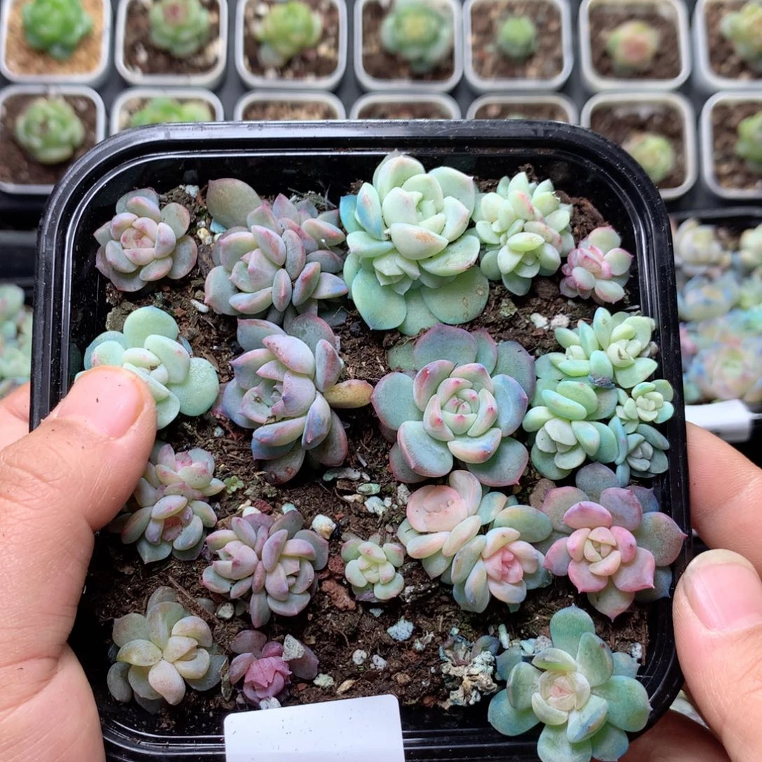 无花朵E100英语英语