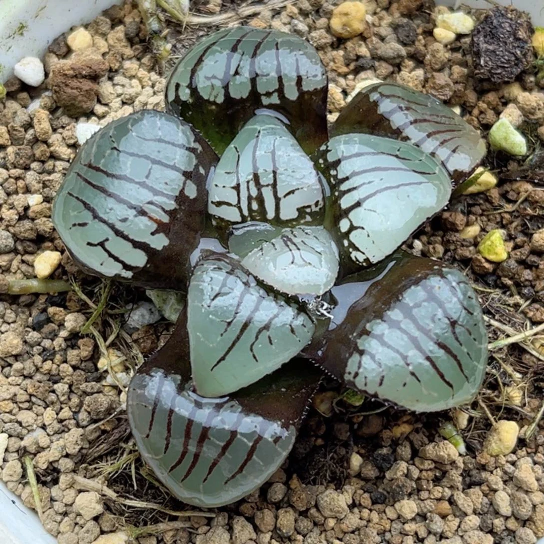 39水晶魔界福利专场
