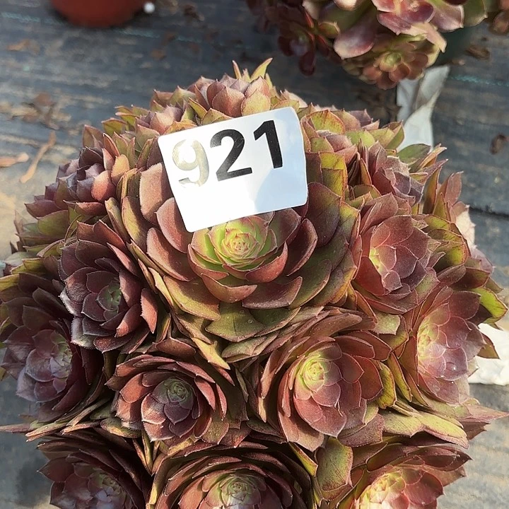 921红魔花花花2-12