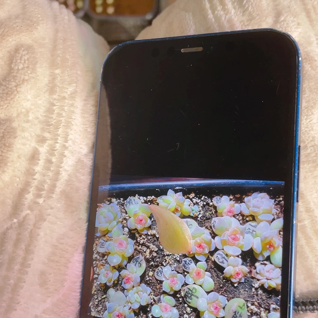 醉玲珑6号叶子一片一个满25包邮