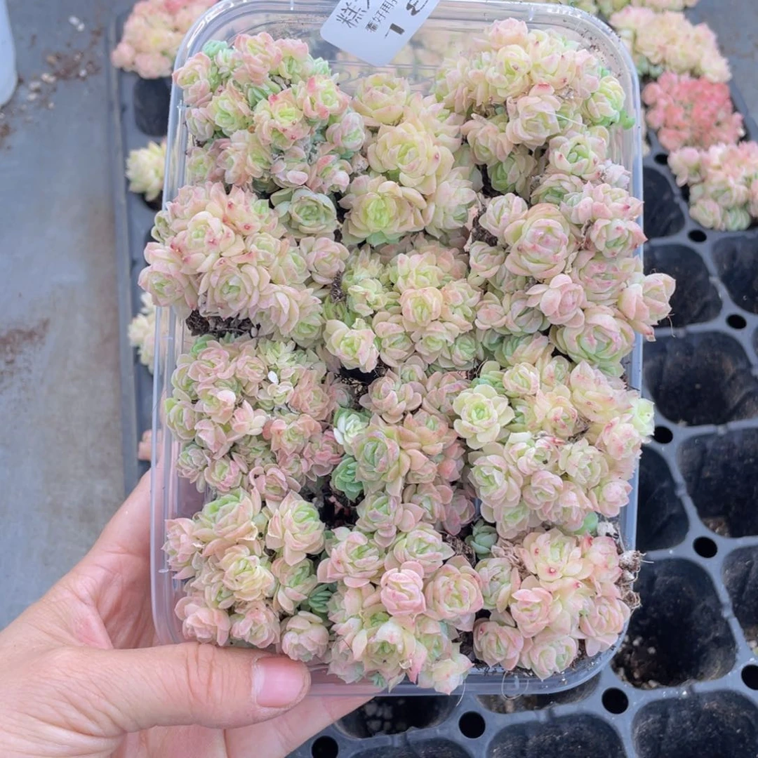 糕大上多肉植物184