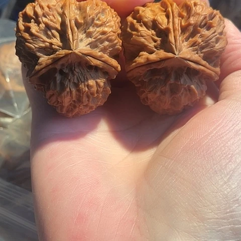 把件文玩核桃凤凰牡丹带彩44