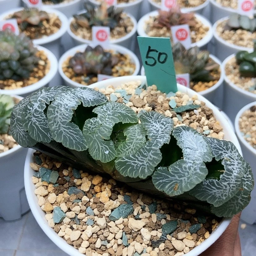 【闪购商品】一*50大V九纹