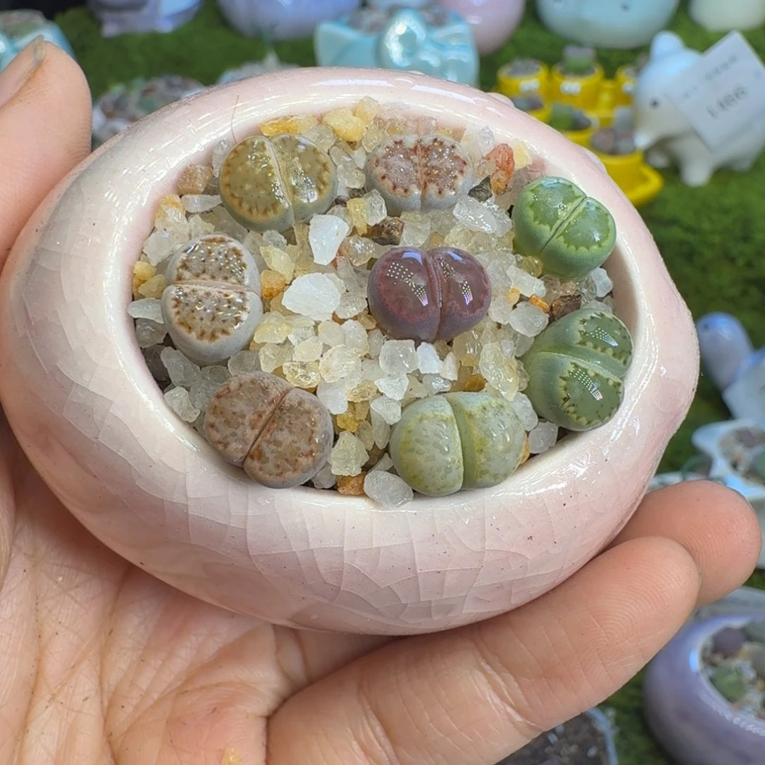 多肉植物福利冲冲1478