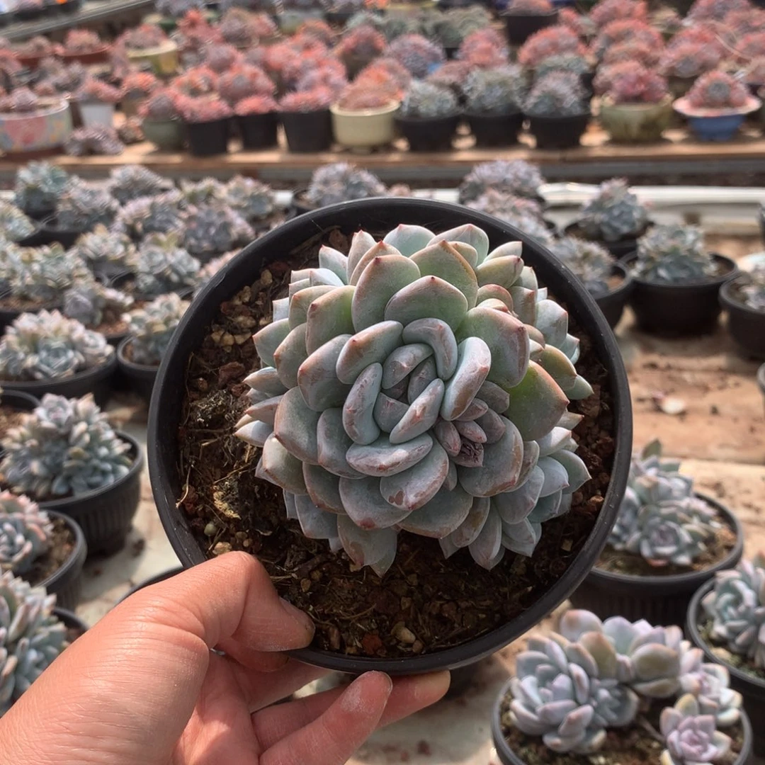 无花朵无砍花花花花花花花花42
