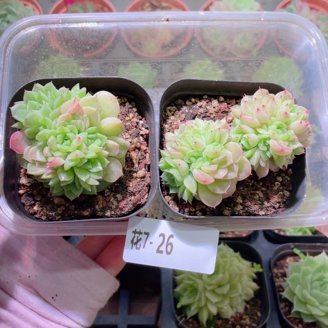花利美7-26麦秆2颗