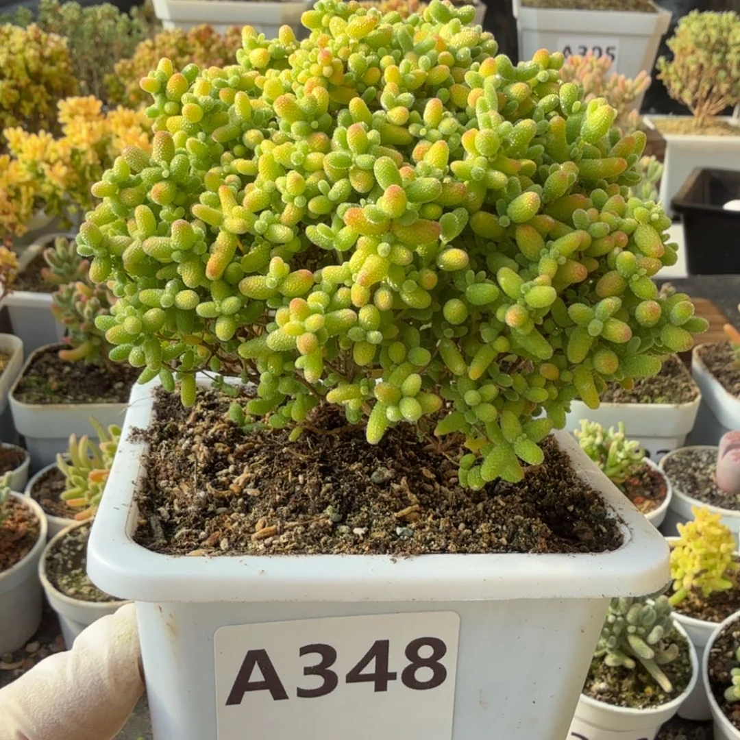 A348蜜橘糖球枝干