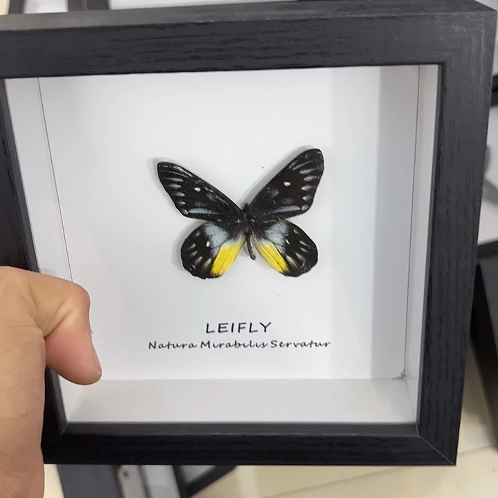 方框白底报喜斑粉蝶