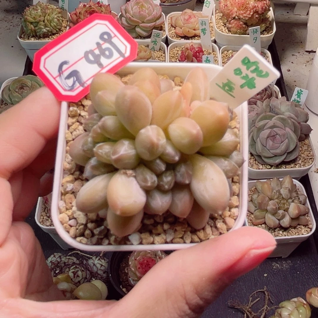 G469一物一拍 咖啡豆