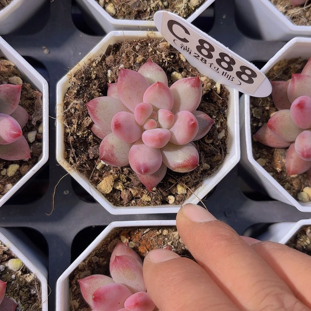 C888虞美人一物一拍