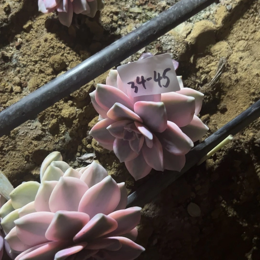 34-45紫乐锦随机不包断不包掉叶