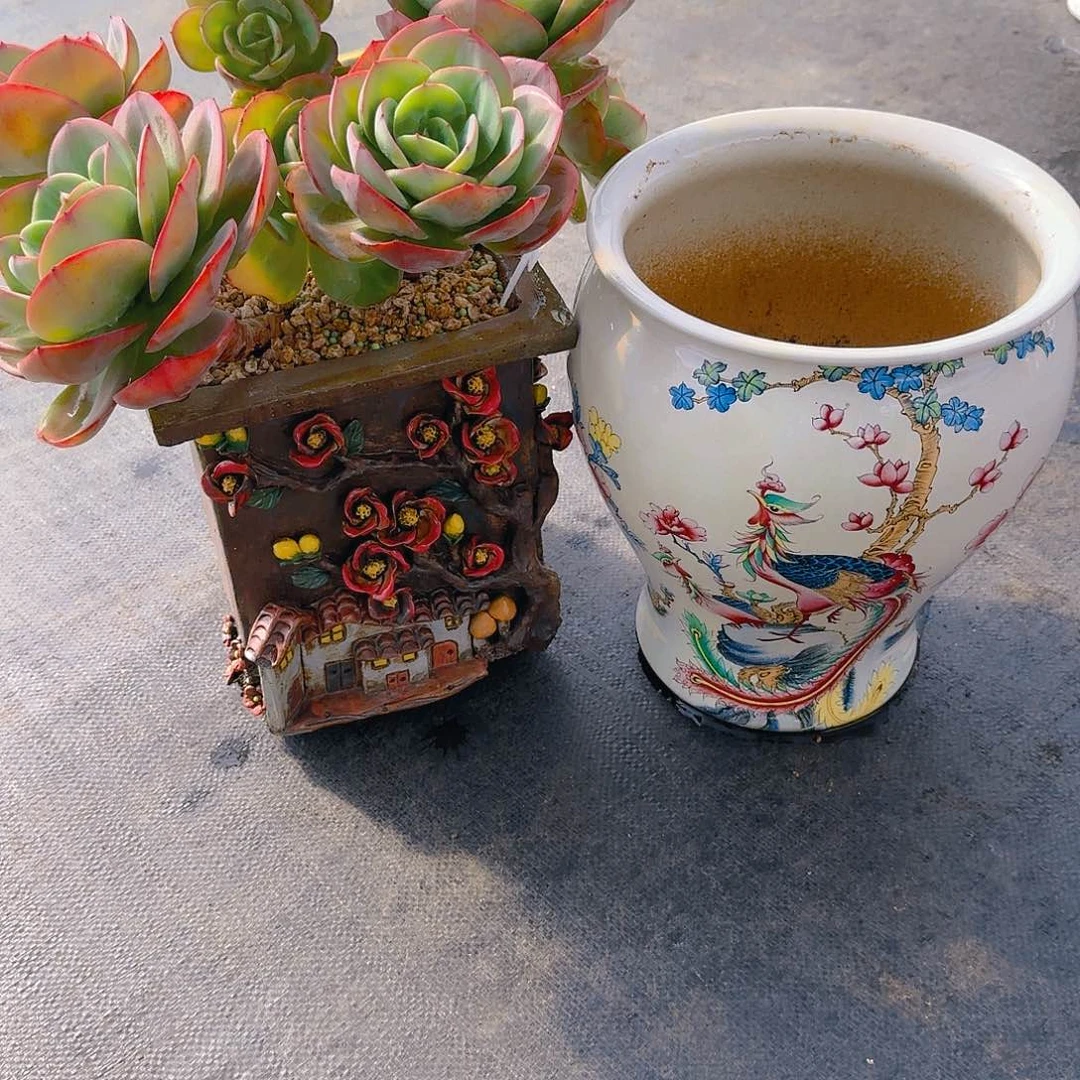 文****3杂交精品老桩多肉