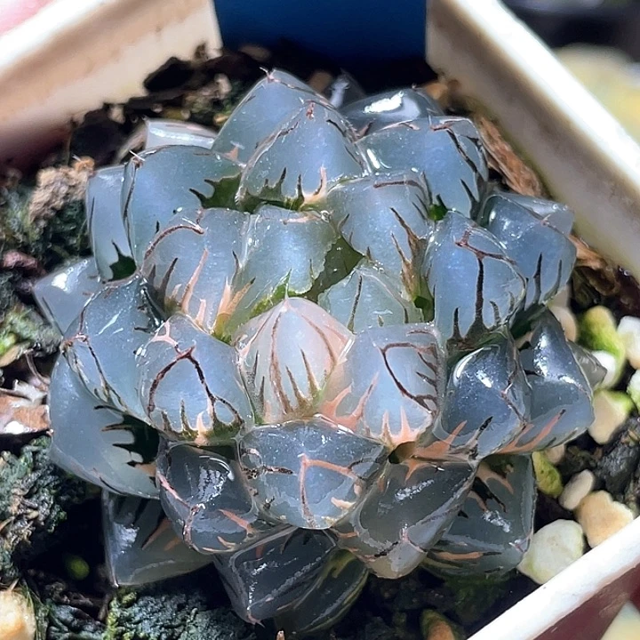 587水中月锦特选福利