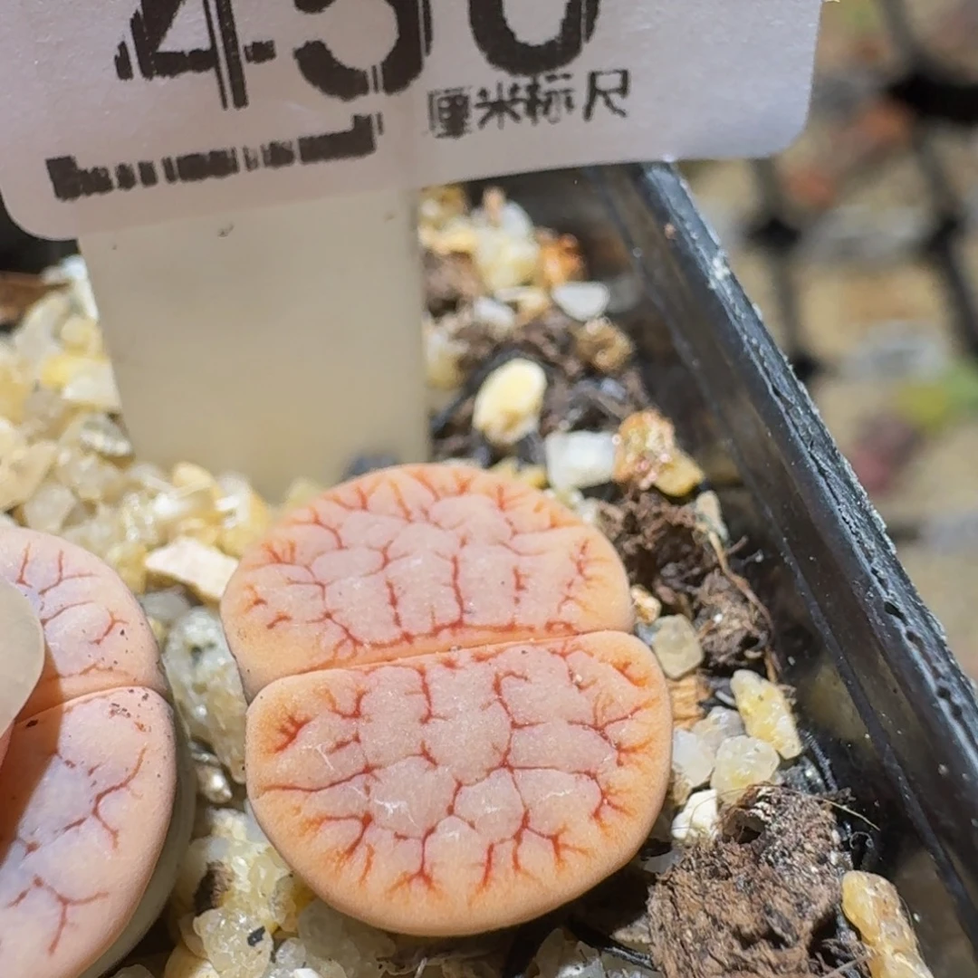 Ssss精品生石花450