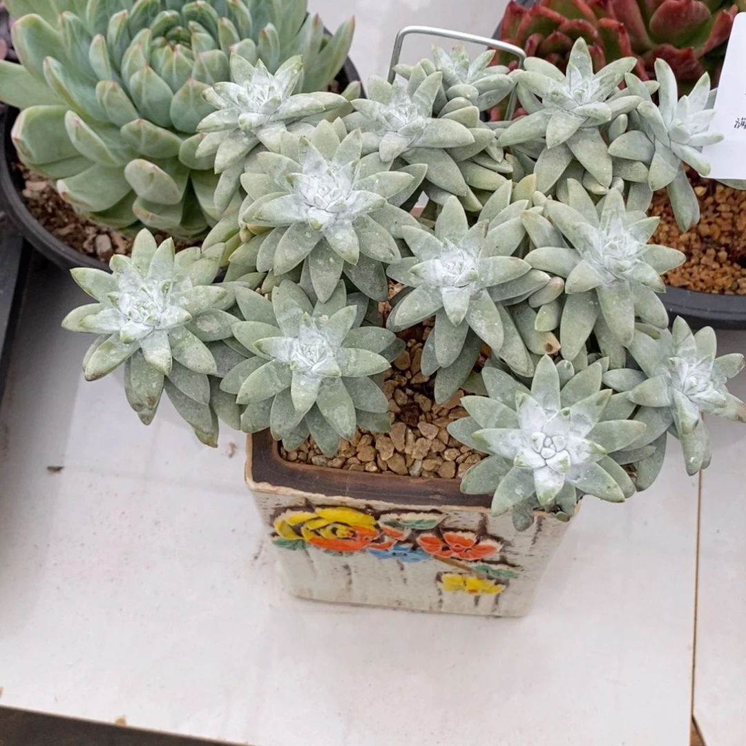 孜***娟百姆群生多肉多肉050