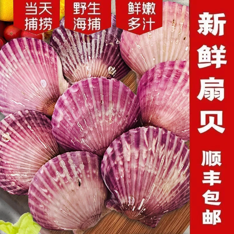 新鲜捕捞鲜活小红贝港湾贝扇贝贝类5斤（鲜活发货 包鲜不包活）