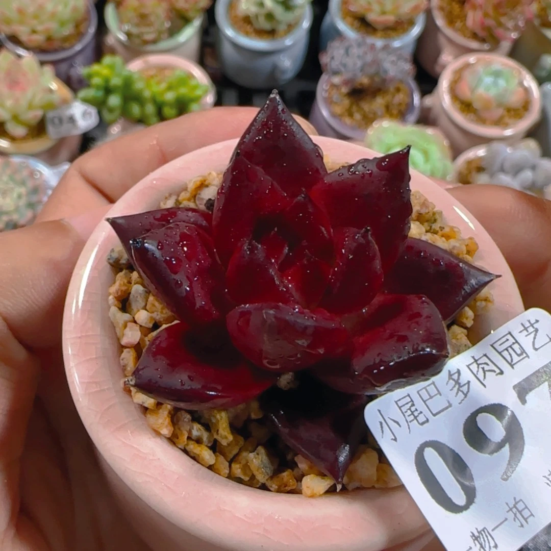 AM小尾巴5CM迷你拇指盆栽精控多肉097