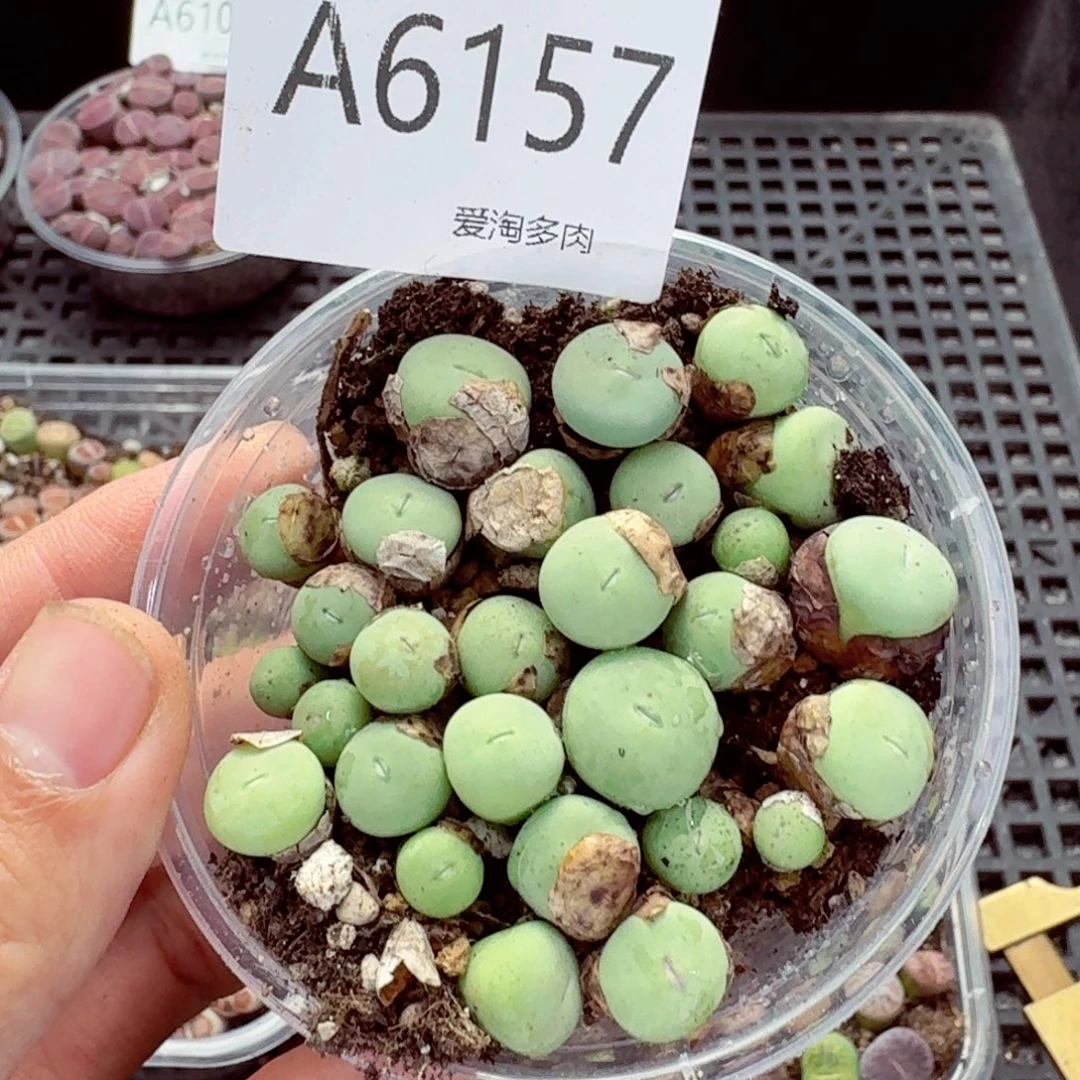 6157—生石花 生石花