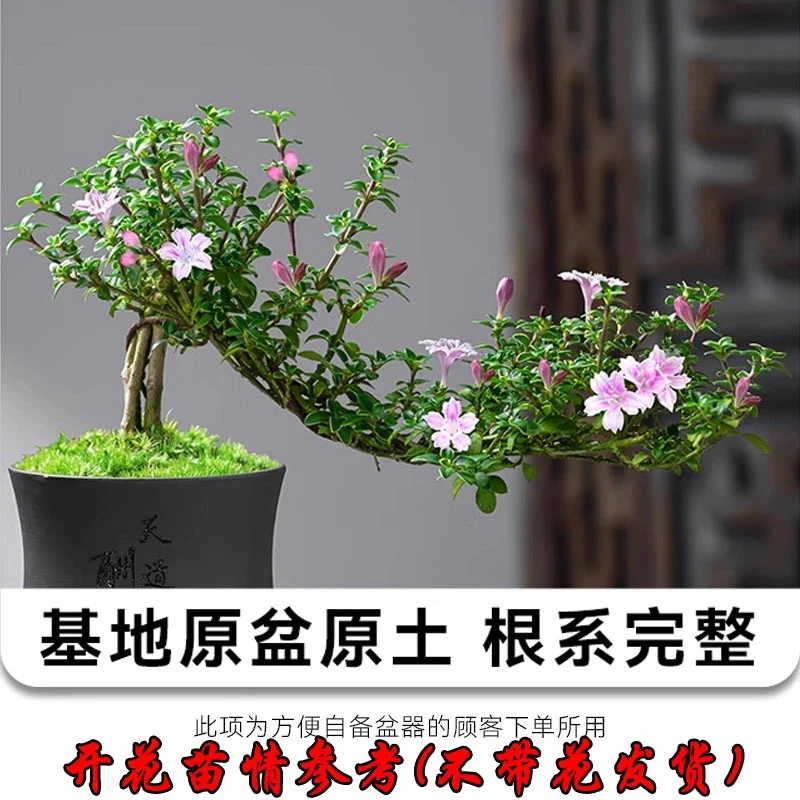 【暂无花】掌上小品红花六月雪盆景桌面造型室内茶桌新手好养绿植