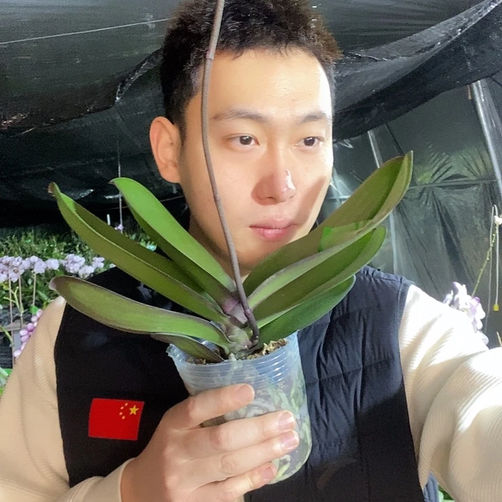 无花朵牛记黑脸带花剑