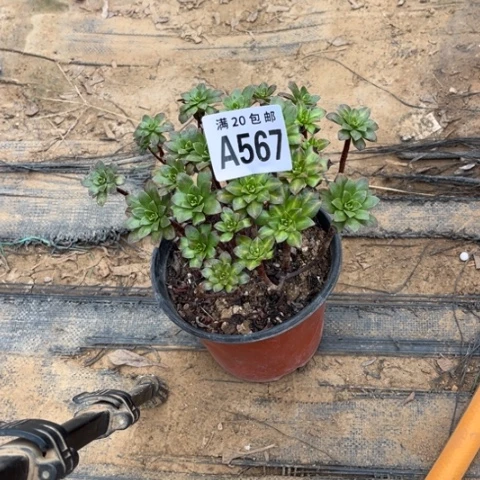567花茶不包断枝