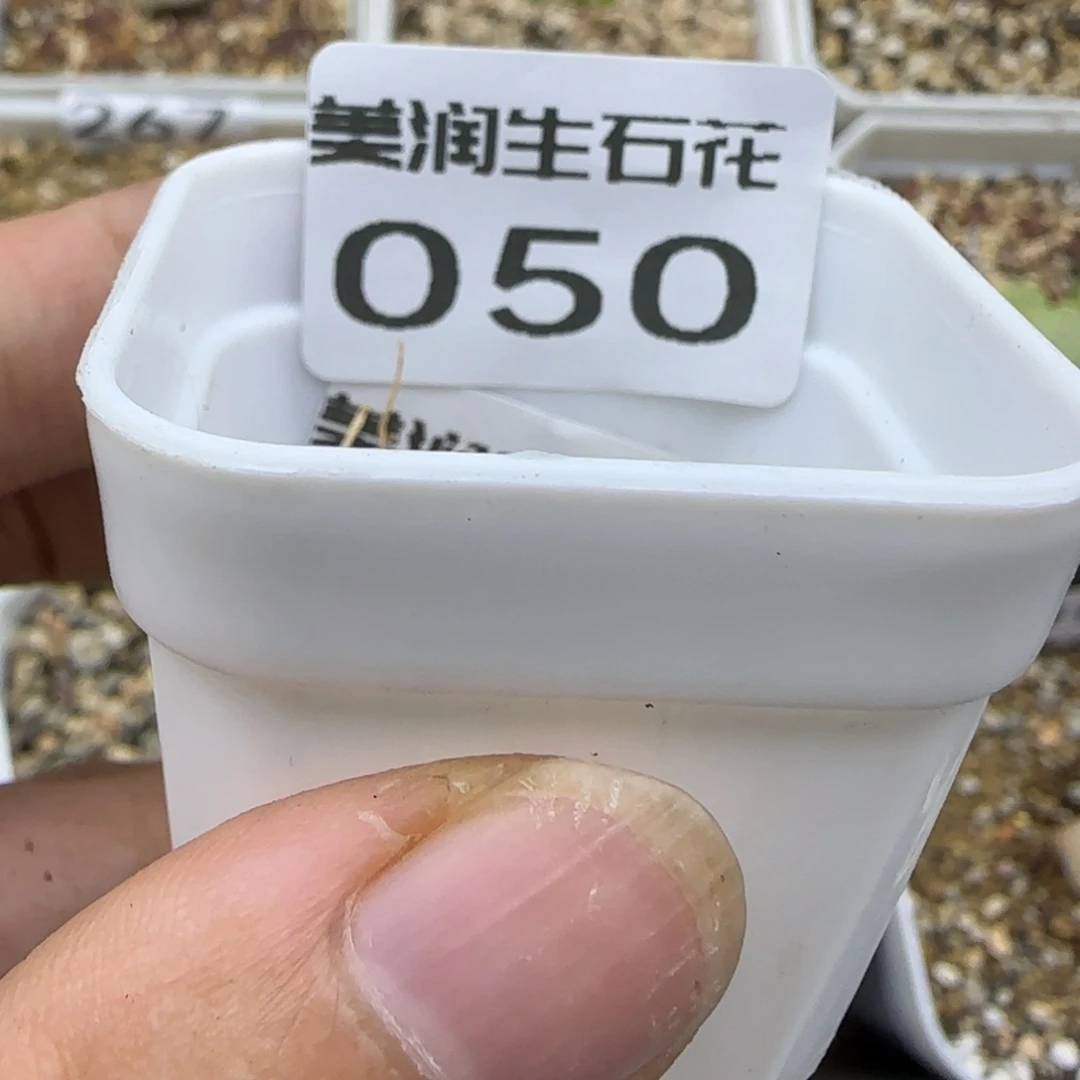 050盲盒满30包邮发货