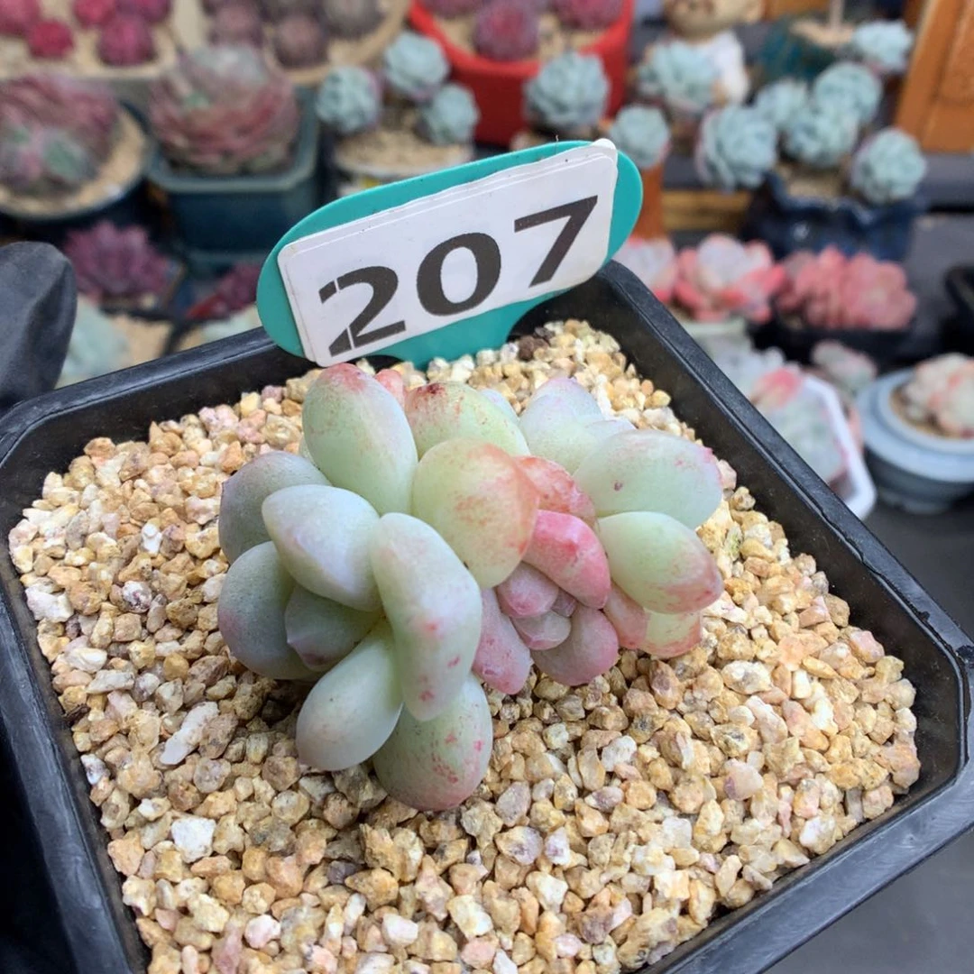 ღ**久207 新春特冰玉石化