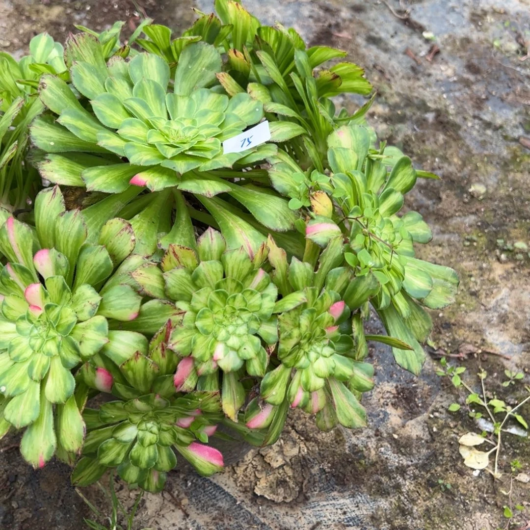 75知否多肉嘻嘻嘻