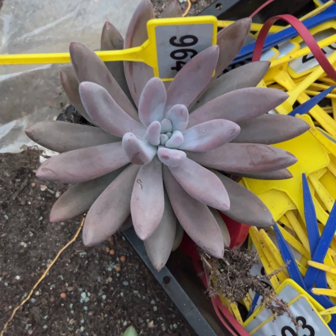 多肉植物原始虞美人964