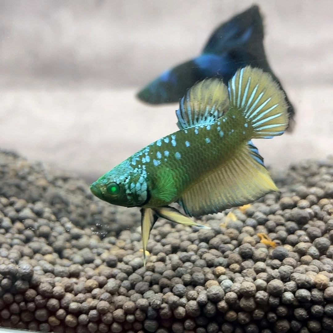 斗鱼不包邮首单补10运5