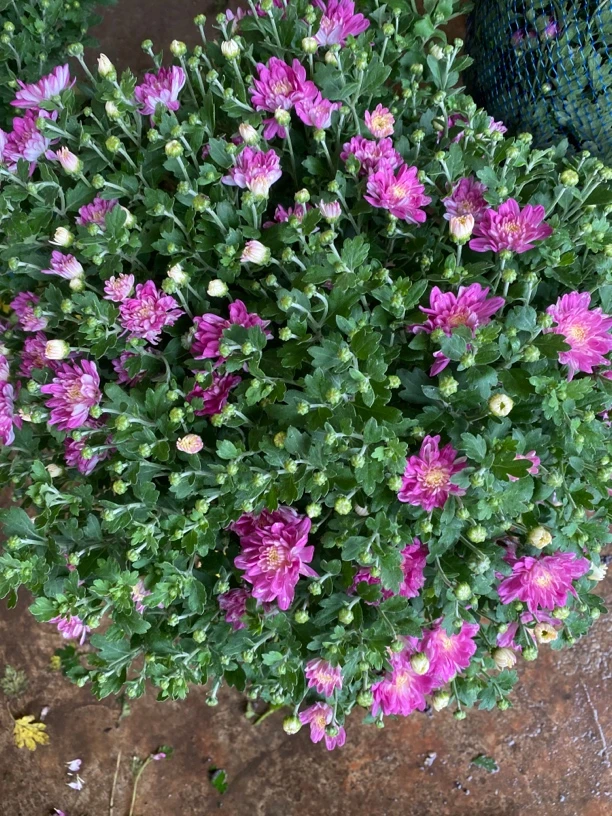 梦幻粉水晶头球菊花期长自然成形可阳台养护庭院地栽