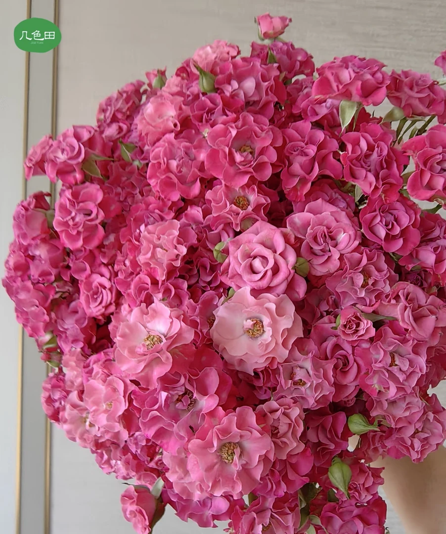 星河湾----多头玫瑰云南直发鲜花云南花插花鲜花