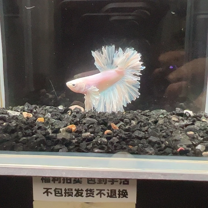 斗鱼竞拍跑单拉黑26日10
