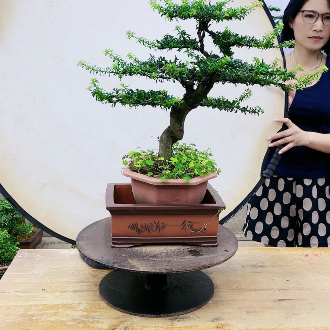 【闪购商品】无花朵