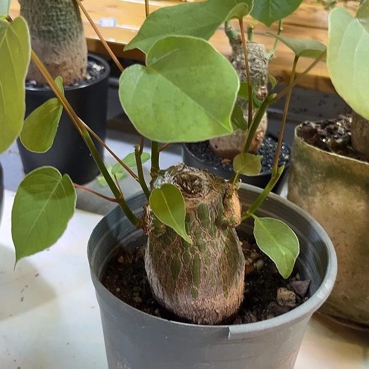 汤圆植物龟甲木棉