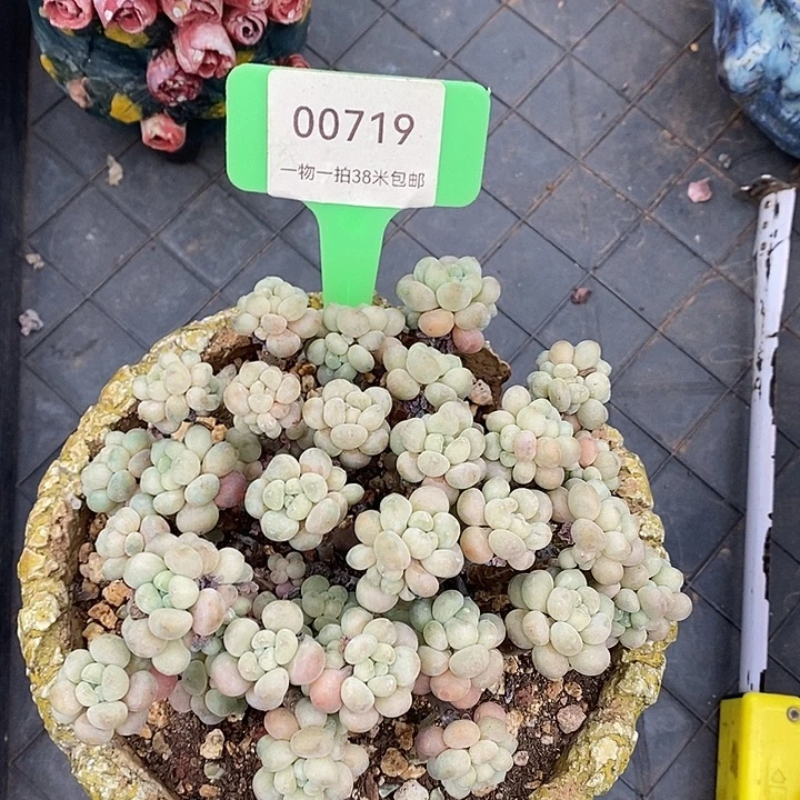 00719，哦木架璐璐璐璐哦哦哦