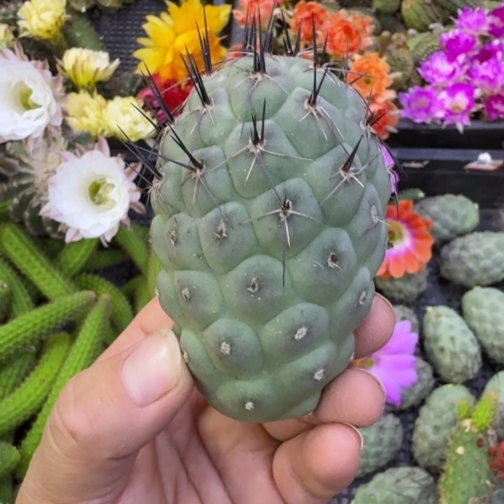 301习志野无根侧牙歪4公分左右，20包邮