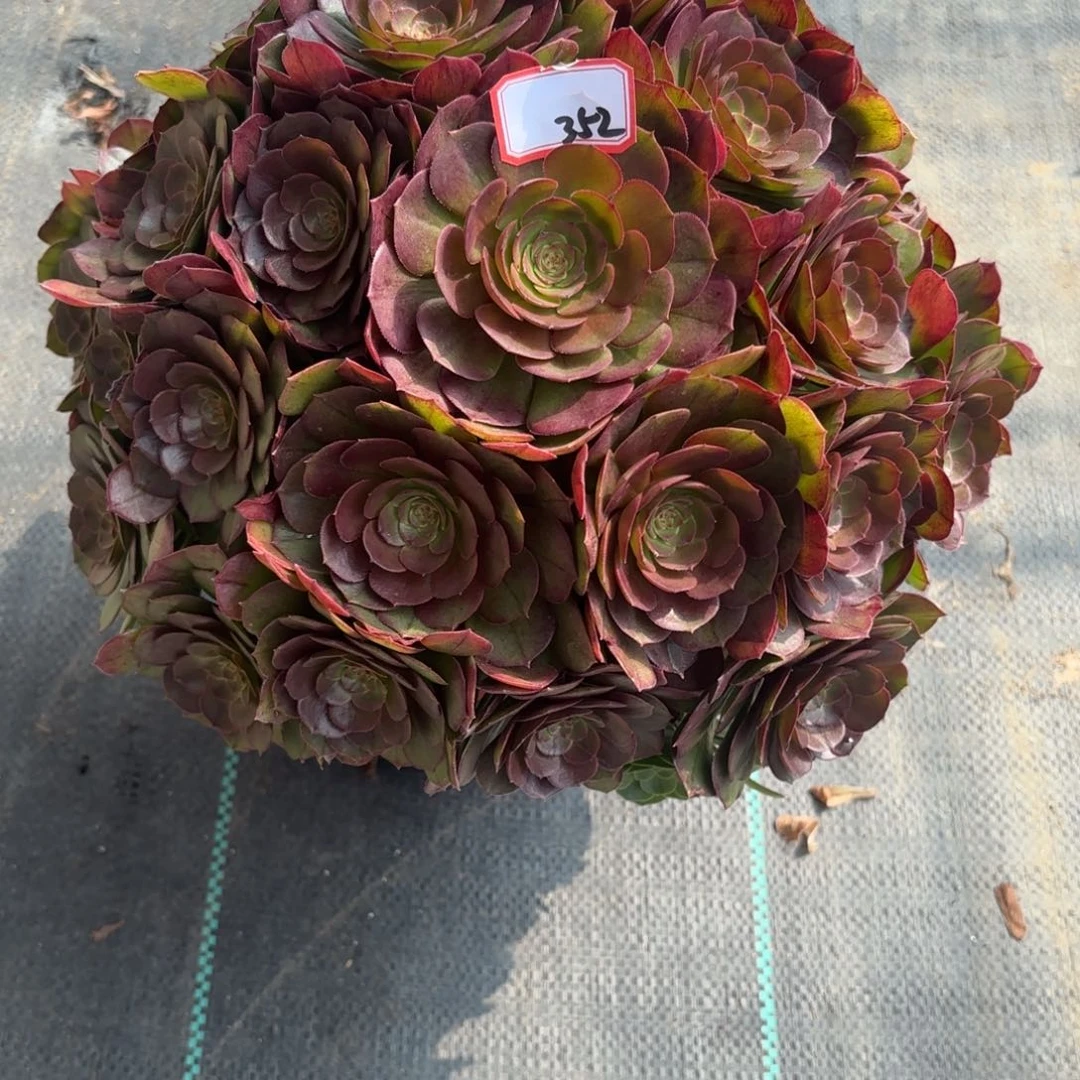 352万圣节朵朵多肉植物绿植