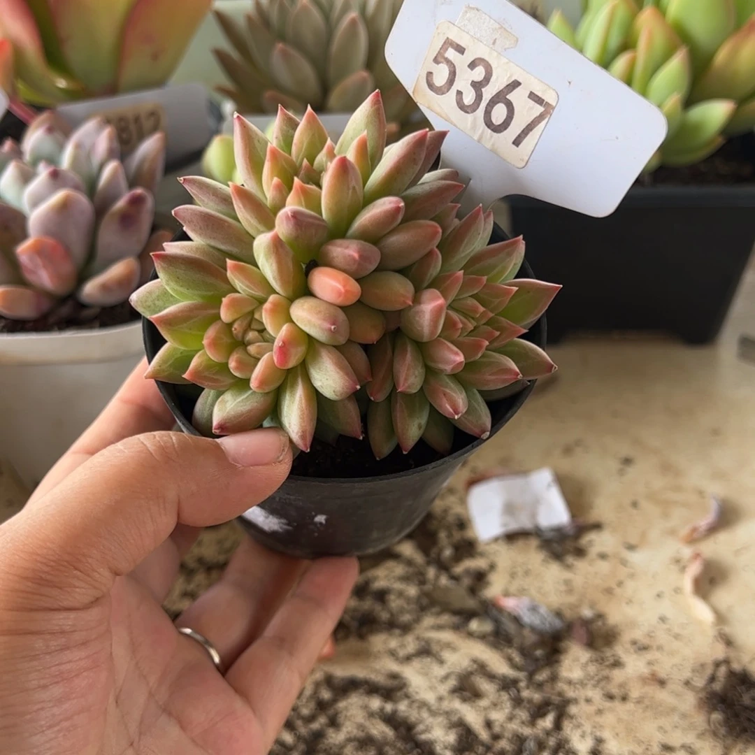 【闪购商品】5367。 红樱。111111