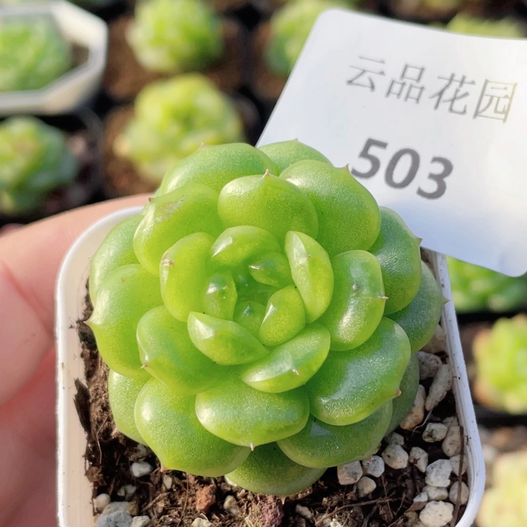 503号糖心冰心珍妮 灯泡珍妮