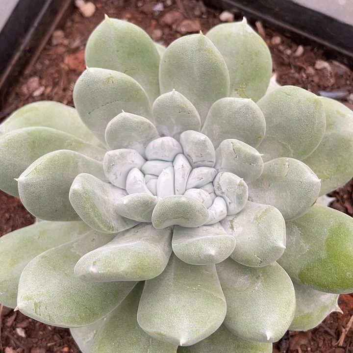 牡丹苹果叶群生福利